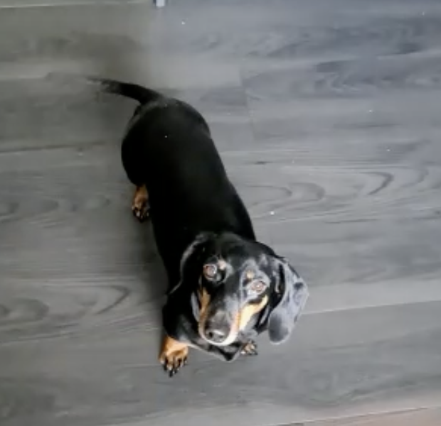 Tatum : a story of IVDD recovery without surgery